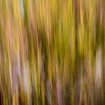 Cotton-grass blur