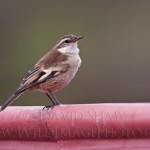 Wing-barred Cinclodes