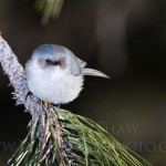 Male Bushtit