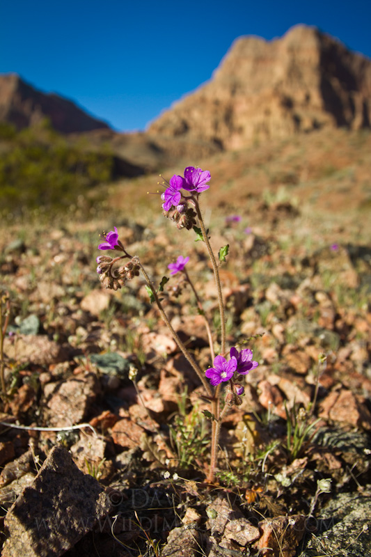 Desert wildlfowers in Granite Park.