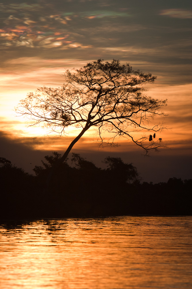 A riverside tree at sunset along the Yacuma River, Bolivian Amazon.