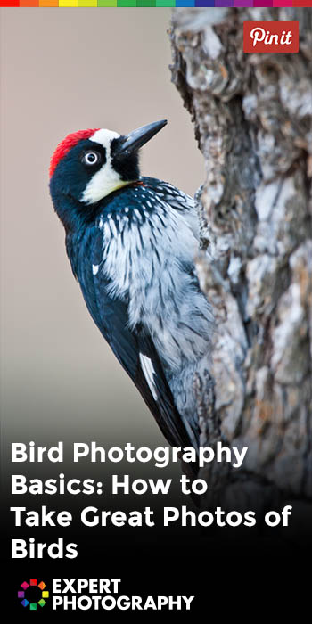 Bird-Photography-Basics-How-to-Take-Great-Photos-of-Birds-3