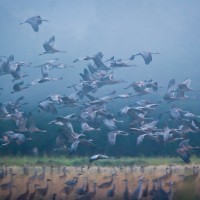 Sandhill Cranes in fog, Alaska.
