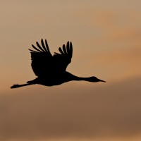 Sandhill Crane, sunrise