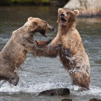 Brown Bears fighting, Katmai National Park, AK