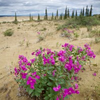 Dwar Fireweed, Kobuk Valley National Park, AK