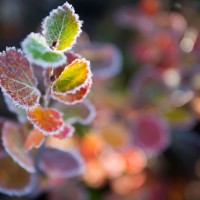 Autumn Foliage, Brooks Range, AK