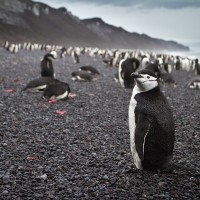 Chinstrap Penguin, Antarctica