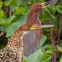 Tiger Heron, Amazonian Bolivia