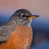 American Robin, portrait