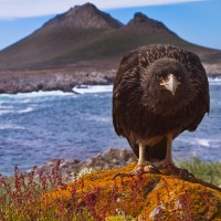 Striated Caracara, Steeple Jason Island, Falklands