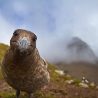 South Polar Skua, South Georgia Island