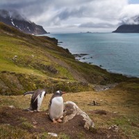 Gentoo Penguins, South Georgia Island