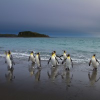 King Penguins, South Georgia Island