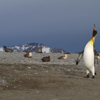King Penguin trumpeting, South Georgia Island