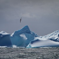 Albatross over iceberg, Southern Ocean