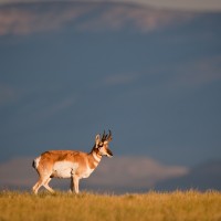 Pronghorn, Wyoming