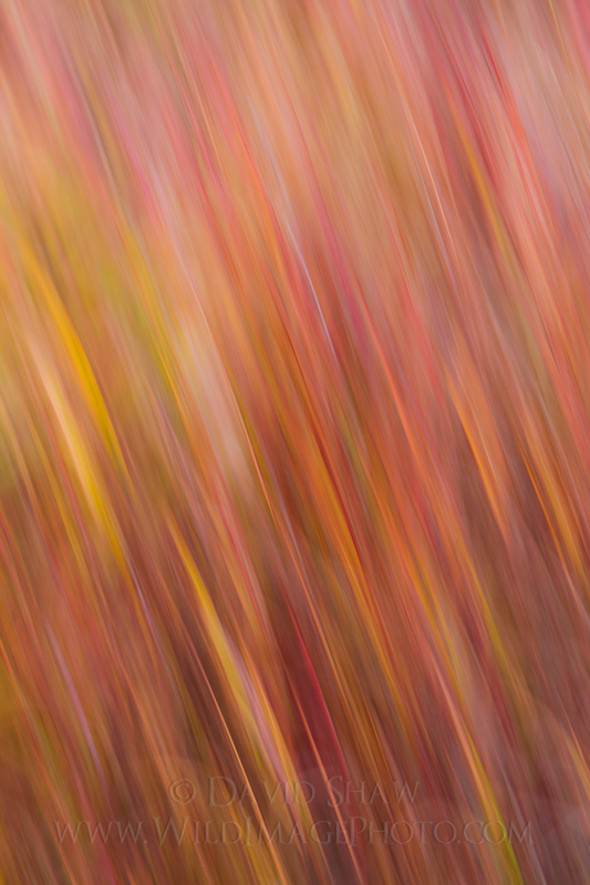 Autumn Details and Abstracts