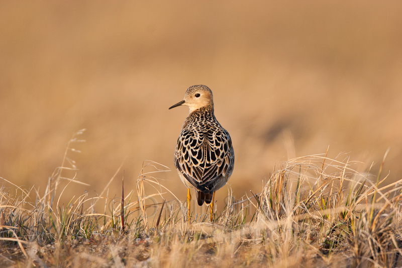 Avian Retrospective 6: Buff-breasted Sandpiper