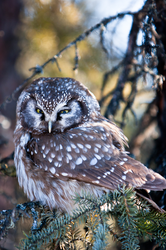 Bird Retrospective 1: Boreal Owl