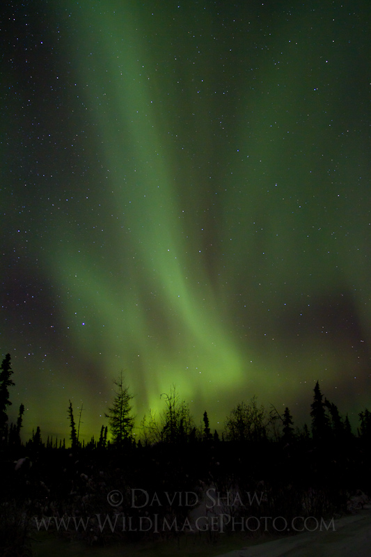 Recent Images: Aurora Borealis