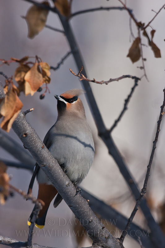 Avian Retrospective: Bohemian Waxwing