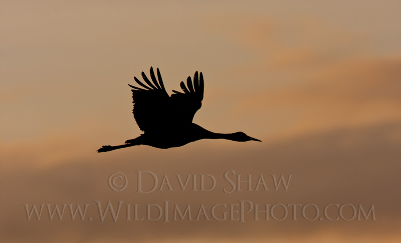 Avian Retrospective 8: Sandhill Crane