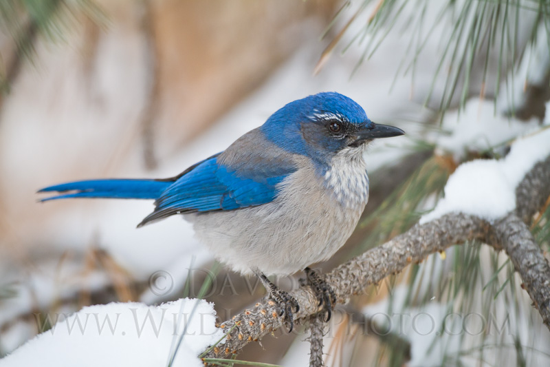 Western Scrub Jay