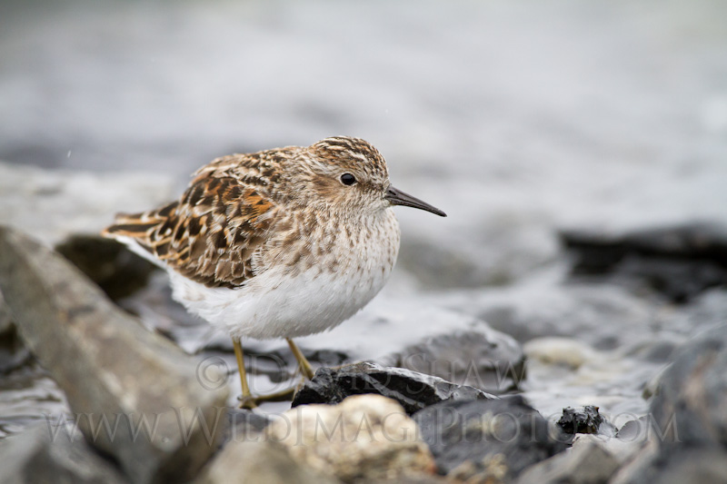 Shorebird portraits