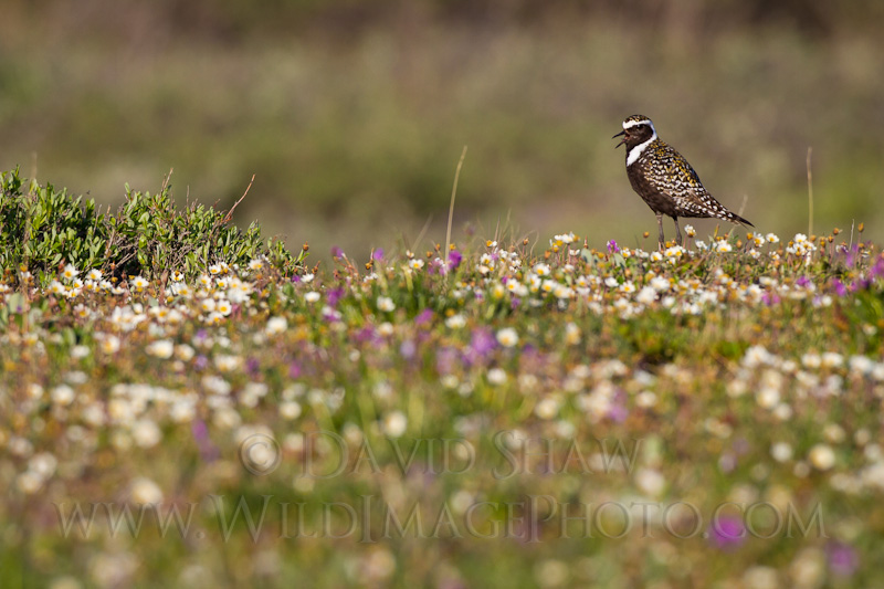 American Golden Plover