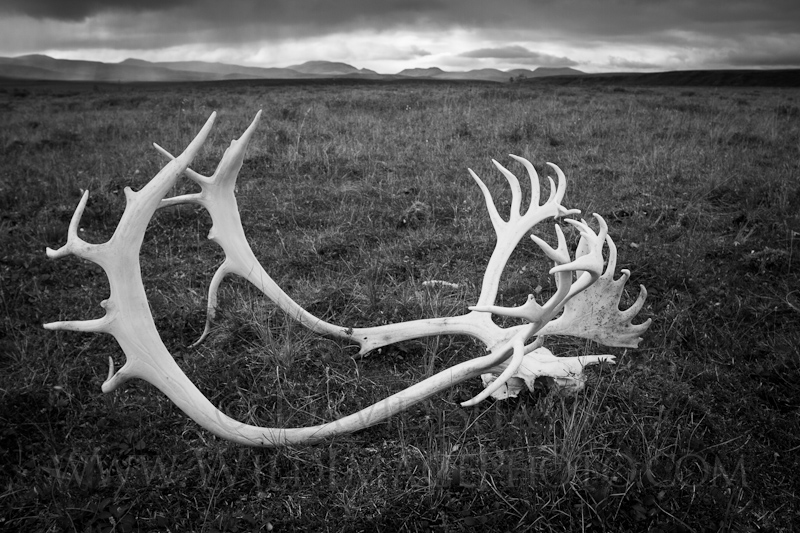 Caribou skull above the Noatak