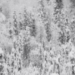 AK-FAI-Winter-Snow-forest-112122-13