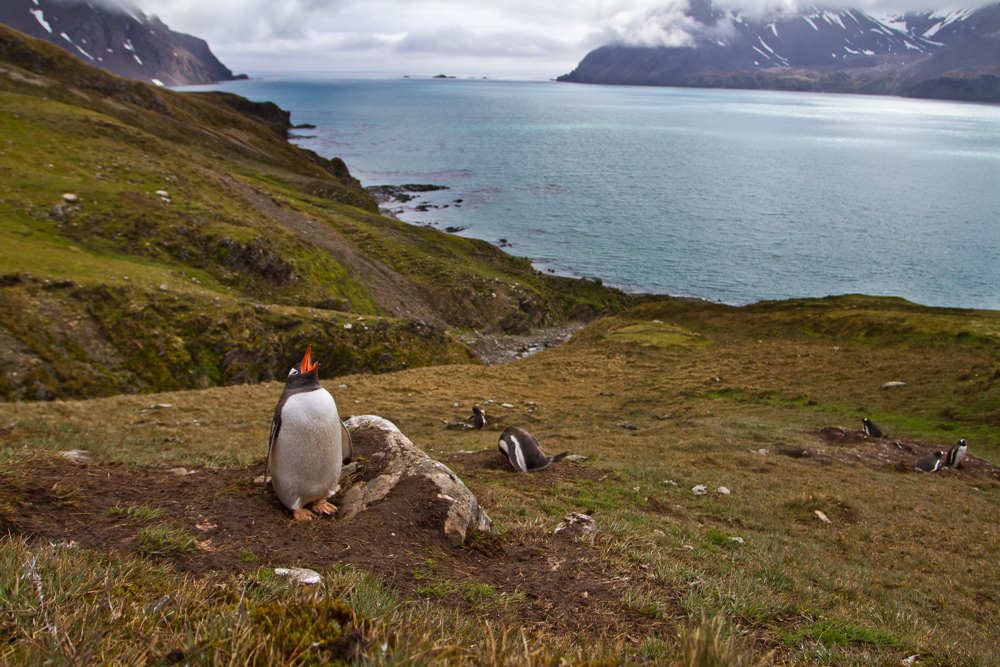 Publication: South Georgia Island Photo Essay