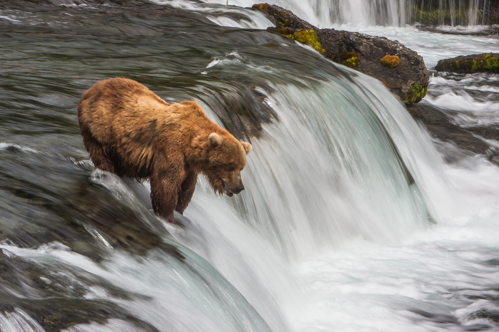 New Publication: Bears of Katmai