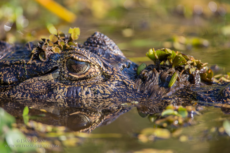 Ibera Wetlands II: Critters