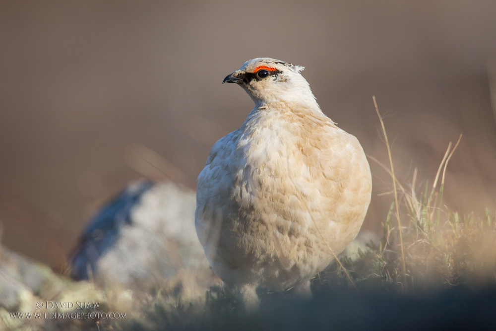 Male Rock Ptarmigan – Kokolik River, Alaska