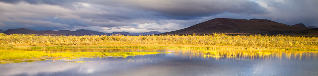 Wild Imagination Journal