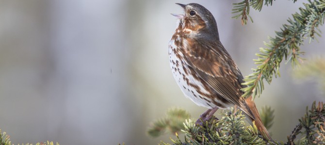 Fox Sparrow