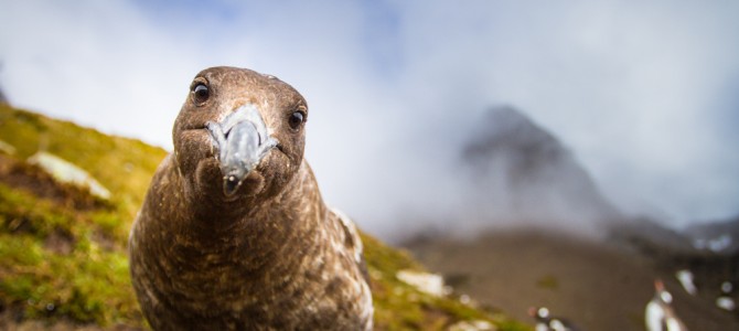 Skuas: The Awesome Avian Jerks of the Southern Ocean