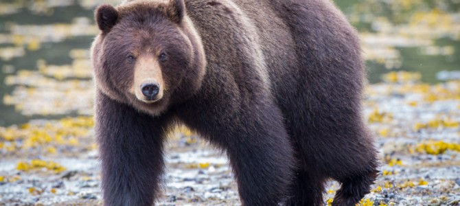 A Day in the Tongass