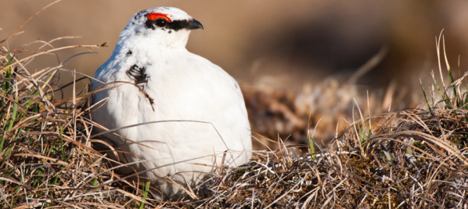 Wilderness for the Wilderness?- The Arctic National Wildlife Refuge